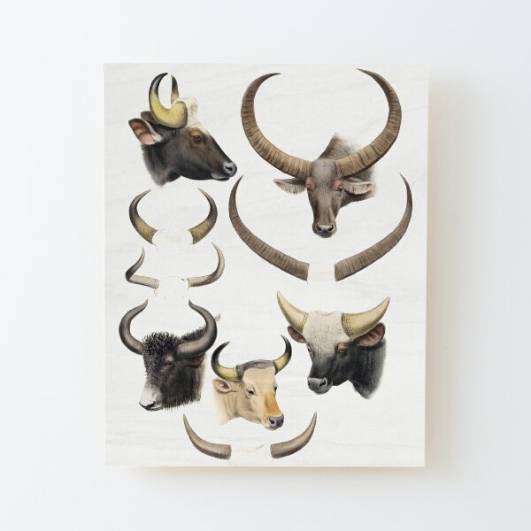 Animal Hooks - Ram, Bull, Longhorn, Unicorn, Gazelle, Antelope