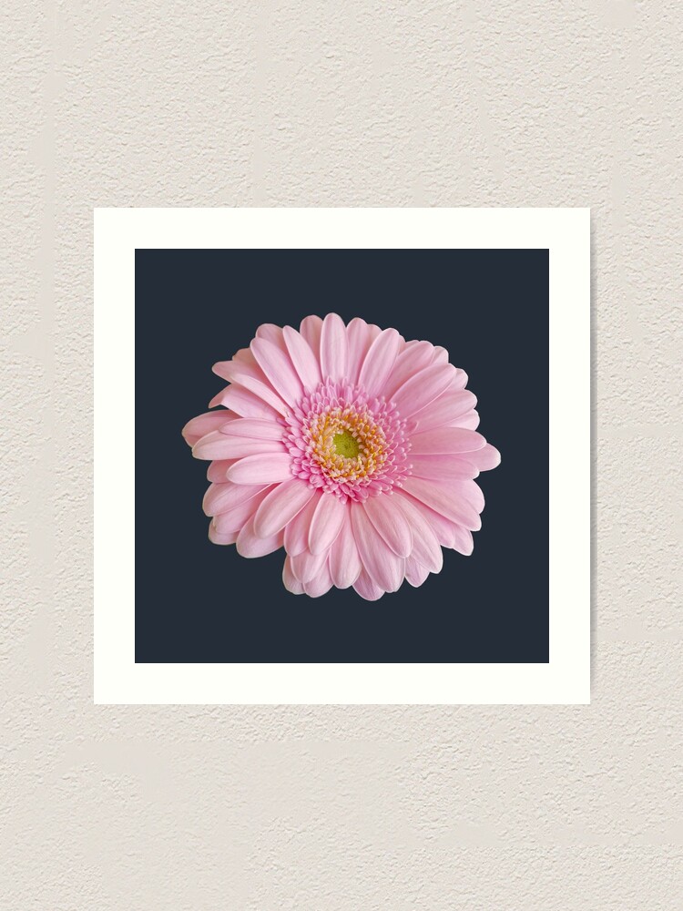 Dark Pink Gerbera Daisies