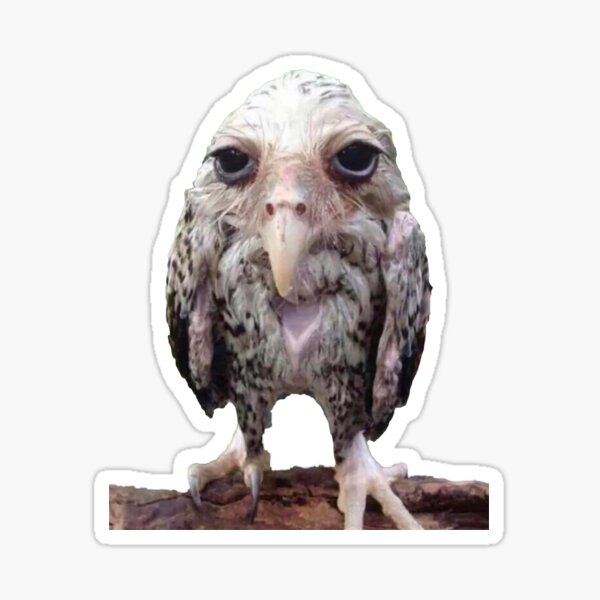 Wet Owl Meme Sticker