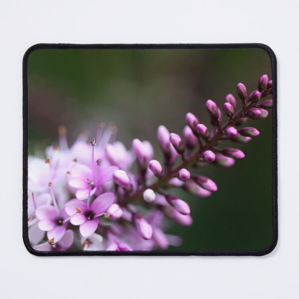 Item preview, Hebe designed and sold by coffeebean.