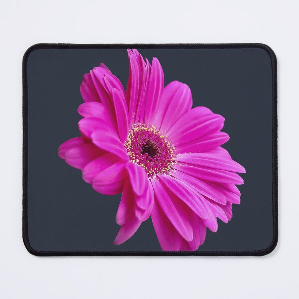 Item preview, Pink Gerbera Daisy Flower on Dark Blue Square designed and sold by ellenhenry.