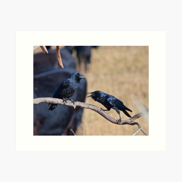 RAVEN ~ Forest Raven CYKPNTVR by David Irwin Art Print