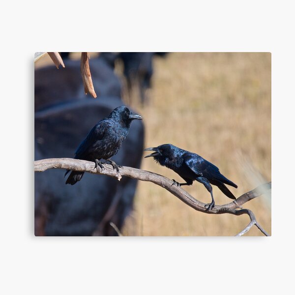 RAVEN ~ Forest Raven CYKPNTVR by David Irwin Canvas Print