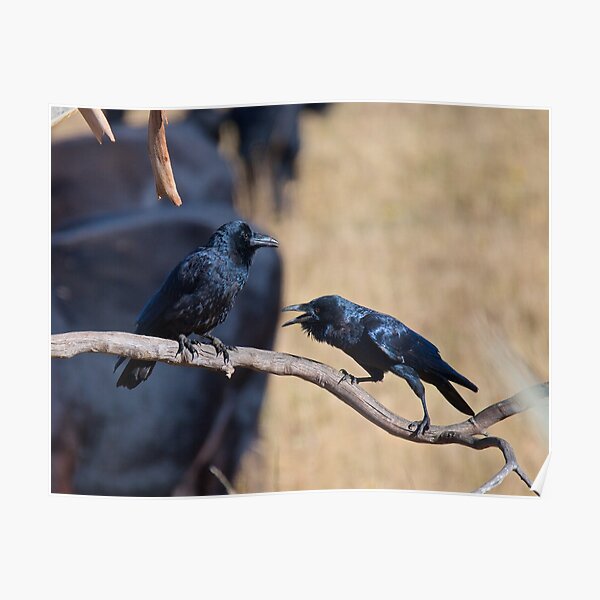 RAVEN ~ Forest Raven CYKPNTVR by David Irwin Poster
