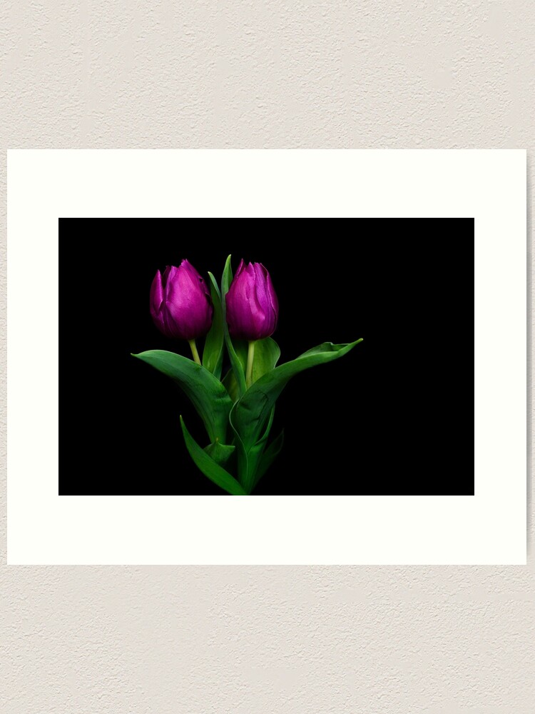 Art Print, Purple Tulip designed and sold by Bianca-Jansen
