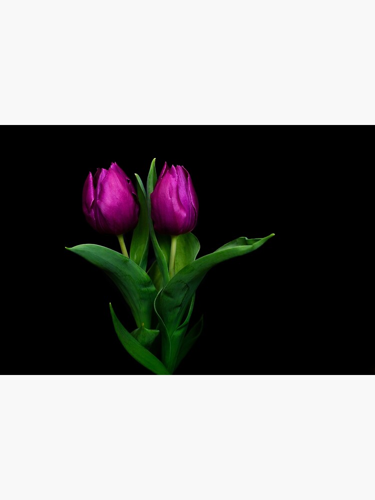 Thumbnail 3 of 3, Art Print, Purple Tulip designed and sold by Bianca-Jansen.