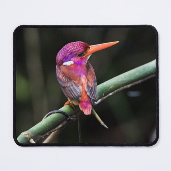 Item preview, Dwarf Kingfisher designed and sold by ritusdesigns.