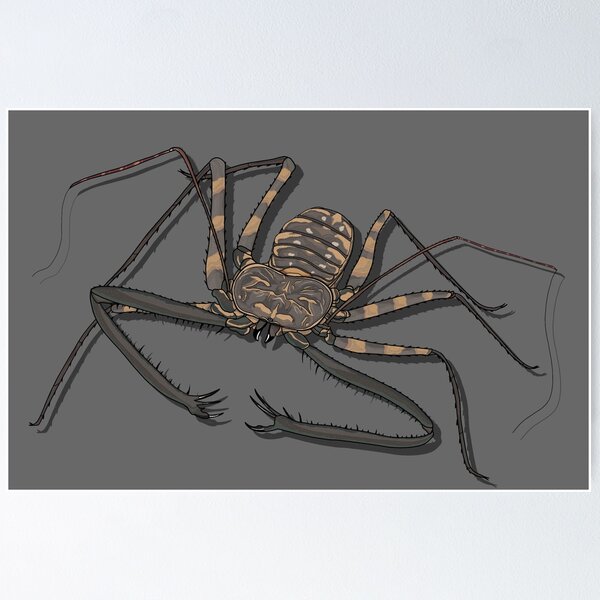 Item preview, Tailless whip scorpion  designed and sold by Purplepugprints.