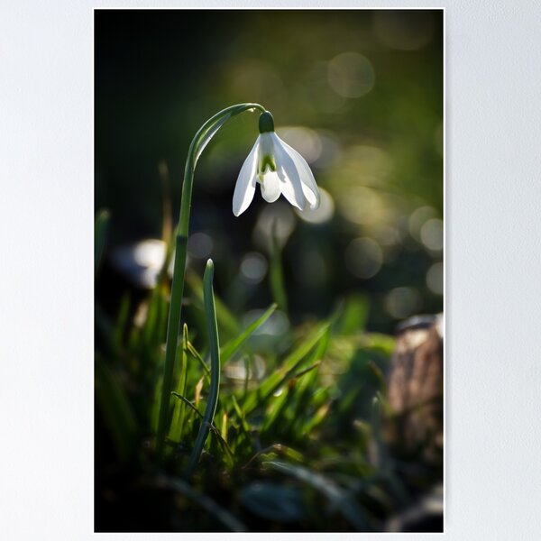 Item preview, Snowdrops designed and sold by Olimpia Negura.