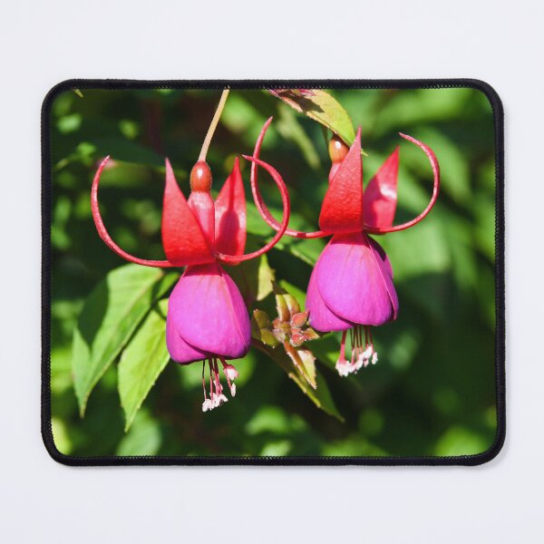 Item preview, fuchsia flowers in summer designed and sold by markspics.