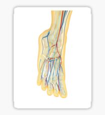 Human foot with nervous system, lymphatic system and circulatory system. Sticker