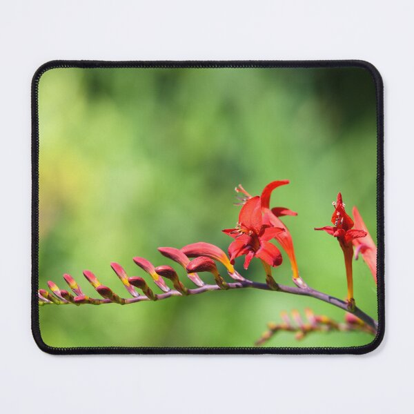 Item preview, crocosmia lucifer designed and sold by markspics.