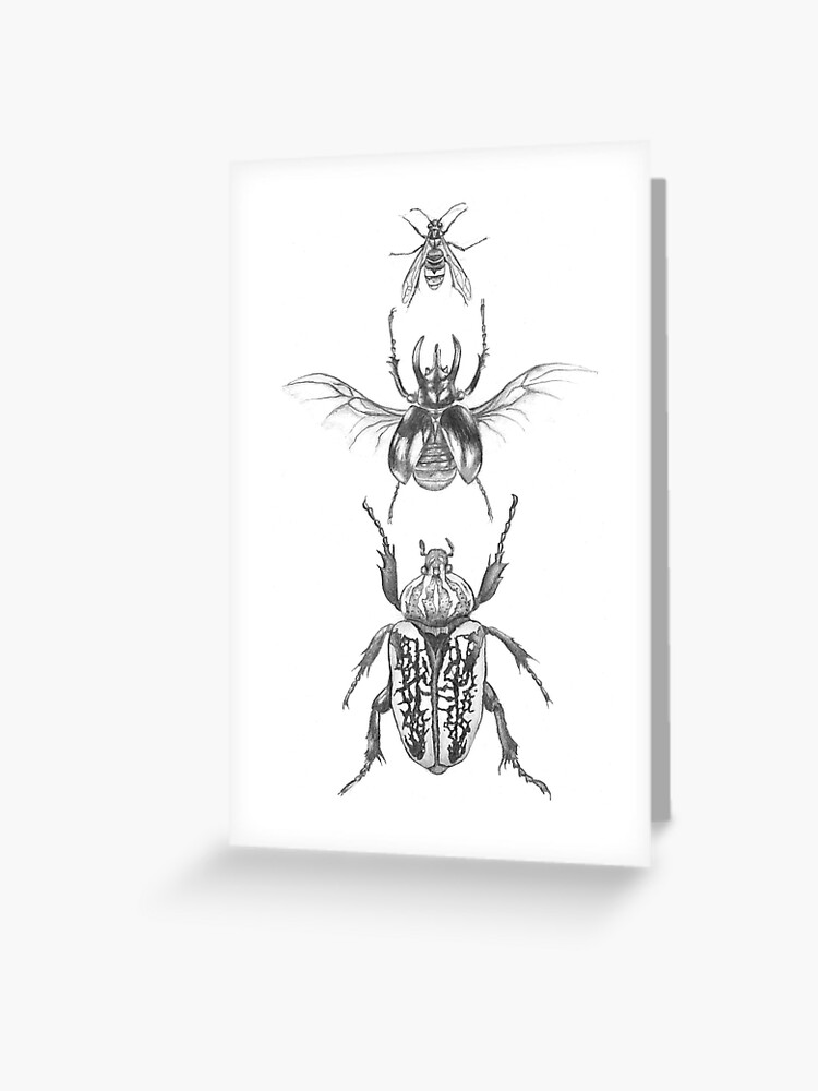 Beetle Drawing - Pencil