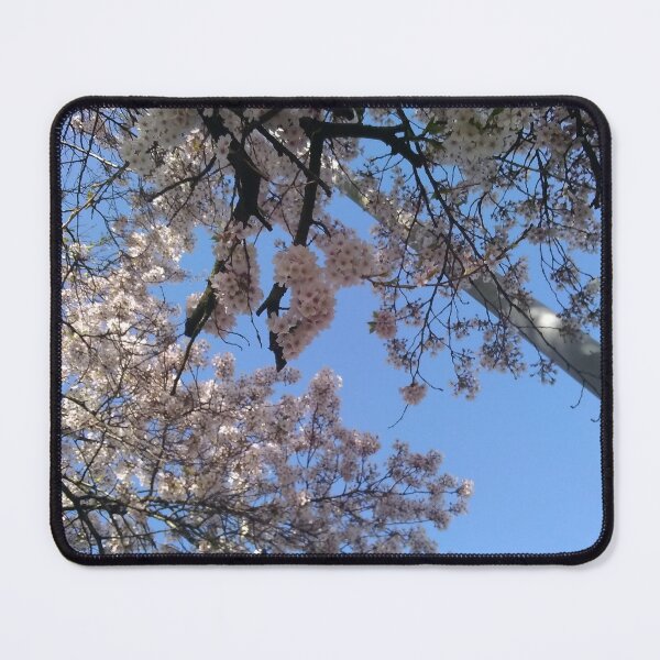 Item preview, Blue sky cherry trees designed and sold by GhostAngelChao.