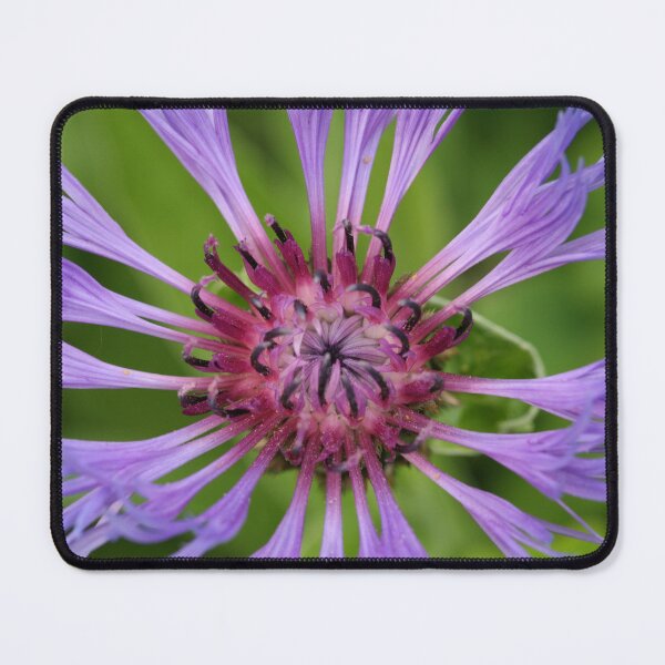 Item preview, cornflower bloom designed and sold by markspics.