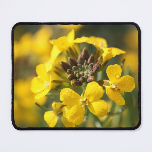 Item preview, wallflowers designed and sold by markspics.