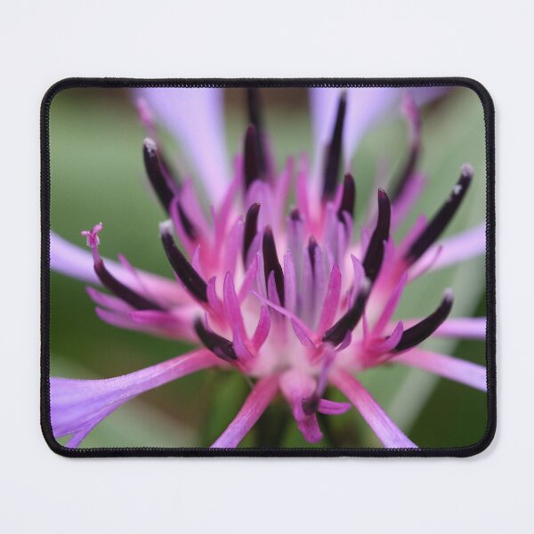 Item preview, cornflower bloom designed and sold by markspics.