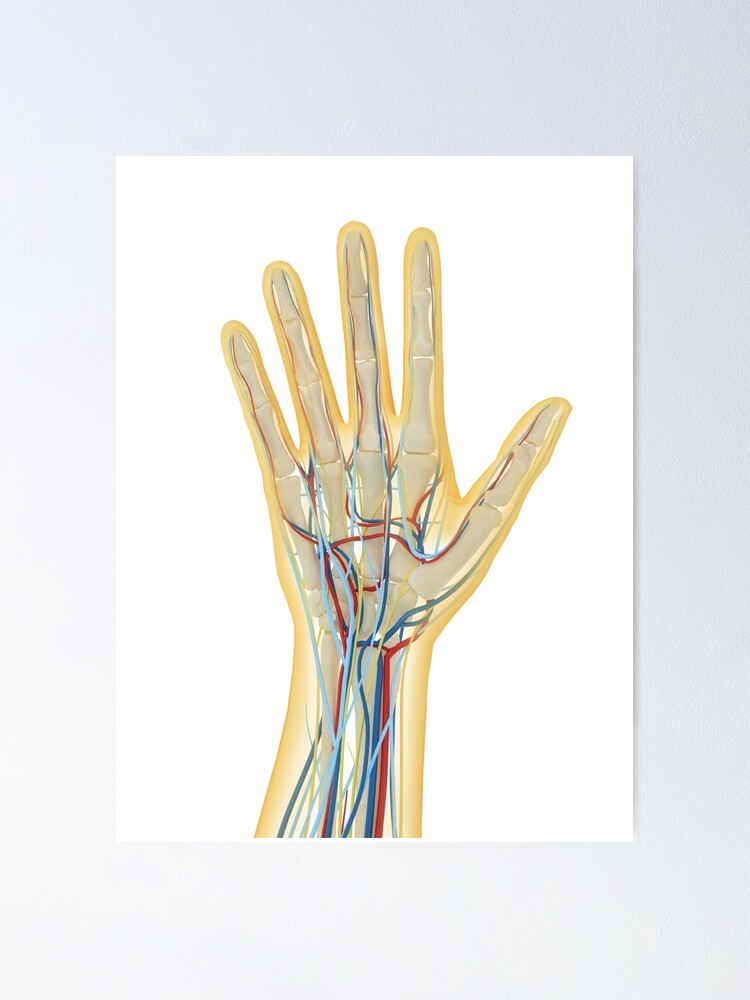 Menschliche Hand Mit Nervensystem Lymphsystem Und Kreislaufsystem Poster Von Stocktrekimages Redbubble