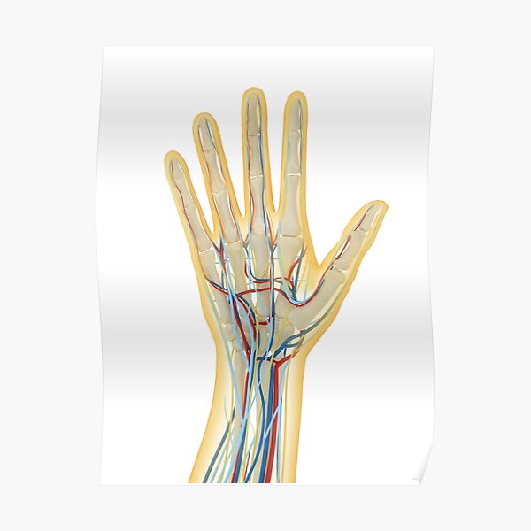 "Menschliche Hand mit Nervensystem, Lymphsystem und Kreislaufsystem ...