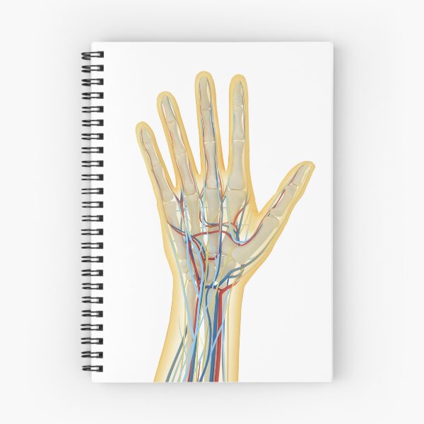 Item preview, Human hand with nervous system, lymphatic system and circulatory system. designed and sold by StocktrekImages.