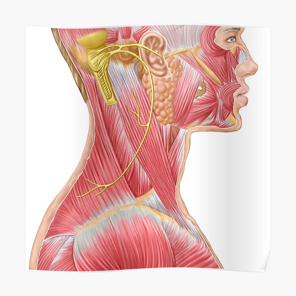 Accessory Nerve View Showing Neck And Facial Muscles Poster For Sale By Stocktrekimages 9303