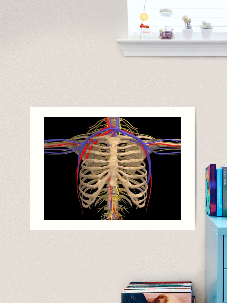 Rib cage with nerves, arteries and veins For sale as Framed Prints