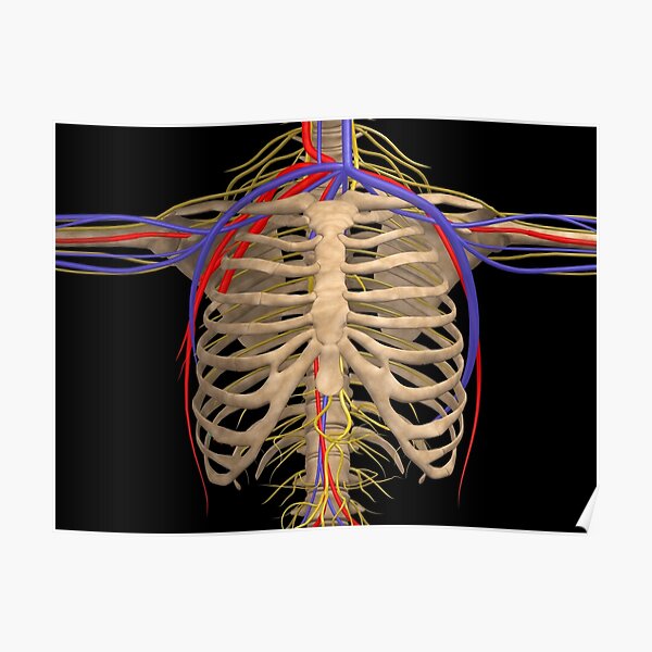 Rib Cage With Nerves Arteries And Veins Poster By Stocktrekimages Redbubble