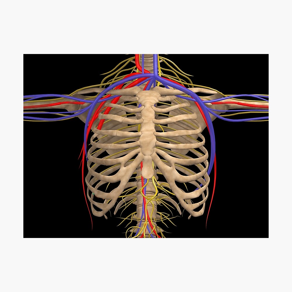 Rib Cage With Nerves Arteries And Veins Poster By Stocktrekimages Redbubble