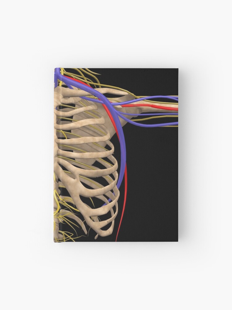 Rib cage with nerves, arteries and veins For sale as Framed Prints