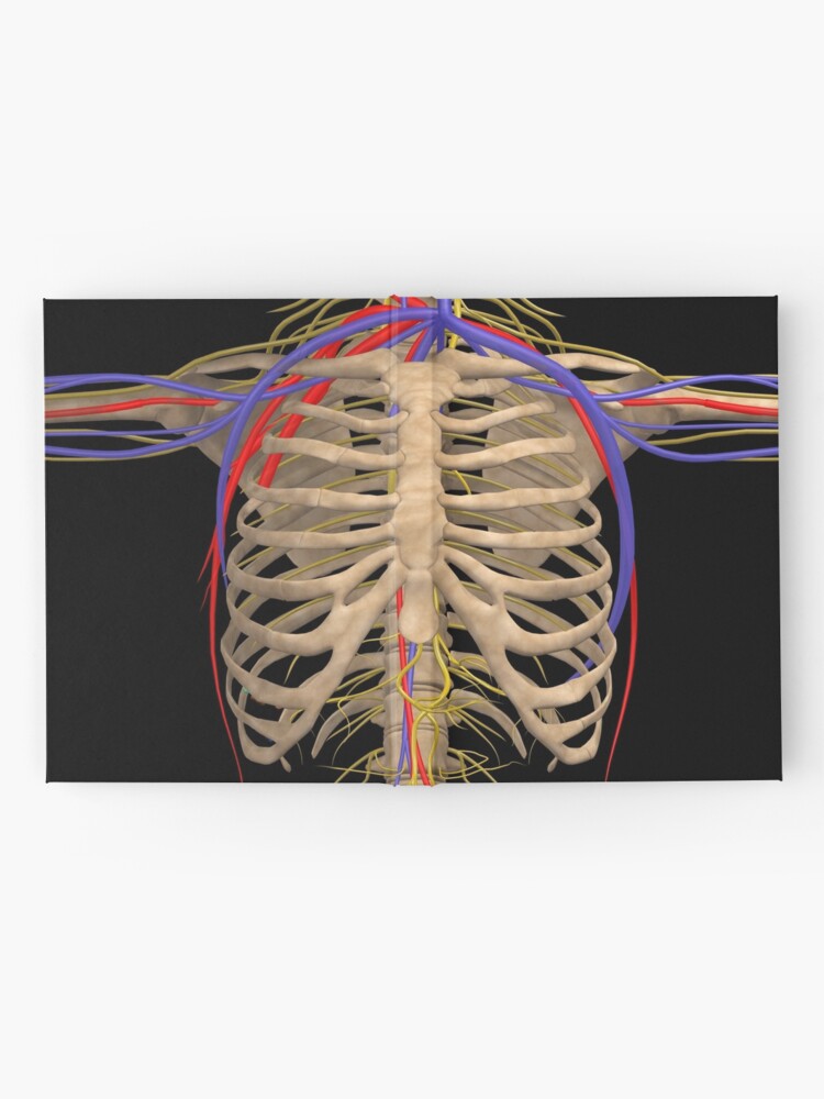 Rib Cage With Nerves Arteries And Veins Hardcover Journal By Stocktrekimages Redbubble