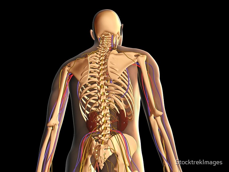 Kidney Functions In Human Body Video For Kids