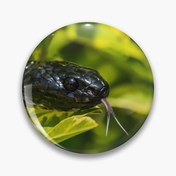 Item preview, Black Snake - Mangrove Snake   designed and sold by Adaptive Boneyard.