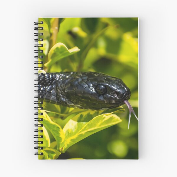 Item preview, Black Snake - Mangrove Snake   designed and sold by Adaptive Boneyard.