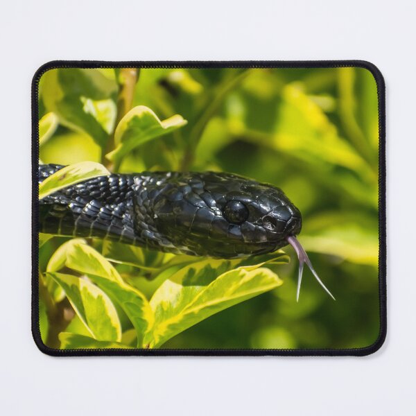 Item preview, Black Snake - Mangrove Snake designed and sold by Adaptive Boneyard.