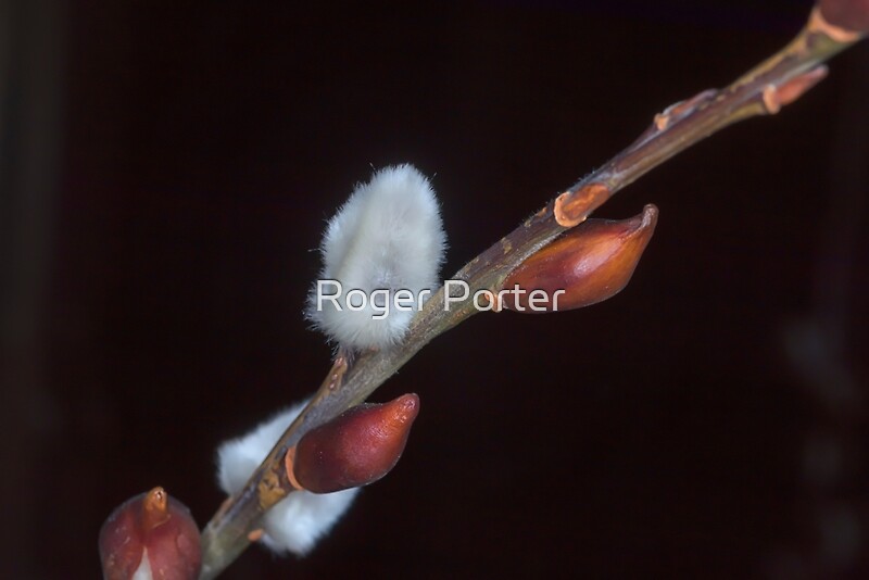buy-pussy-willow