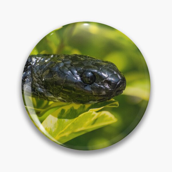 Item preview, Black Snake - Mangrove Snake  designed and sold by Adaptive Boneyard.