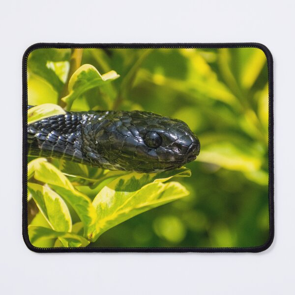 Item preview, Black Snake - Mangrove Snake designed and sold by Adaptive Boneyard.