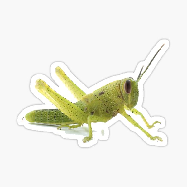 car decals Sticker