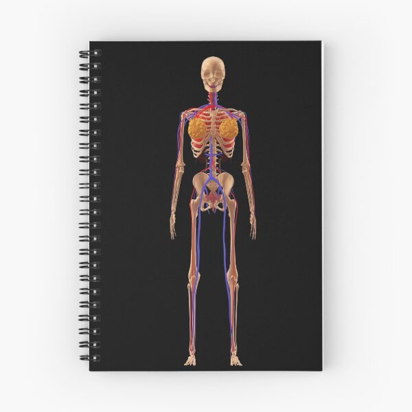 Item preview, Medical illustration of female skeleton with veins and arteries. designed and sold by StocktrekImages.