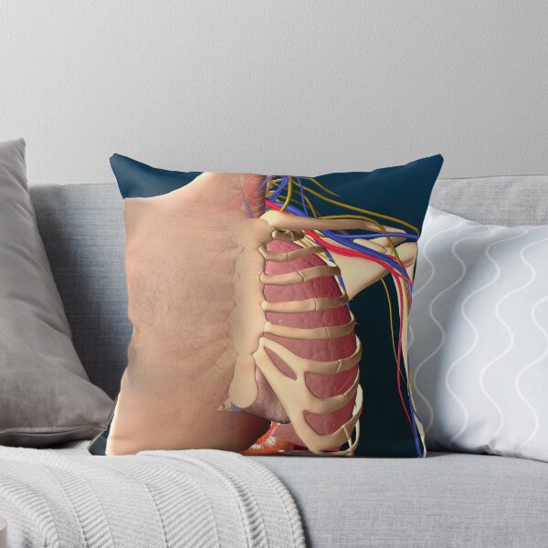 Item preview, Cutaway view of male chest showing lung. designed and sold by StocktrekImages.