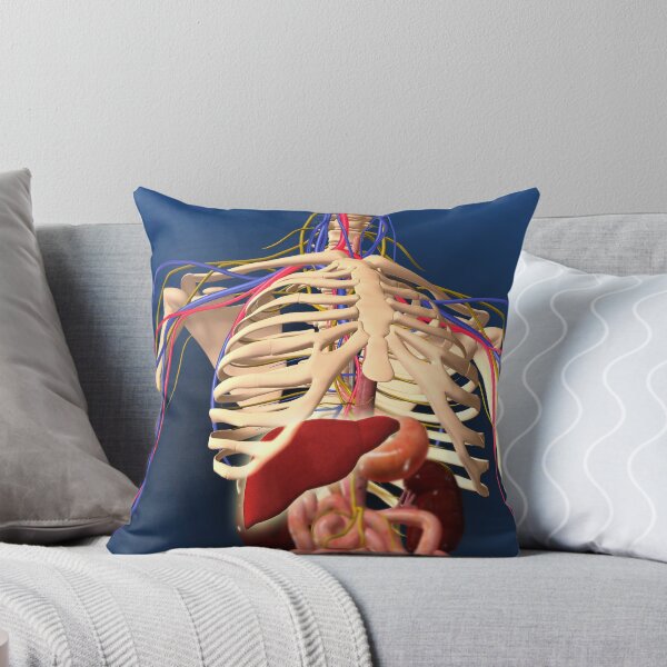 Item preview, Human skeleton showing digestive system and nervous system. designed and sold by StocktrekImages.