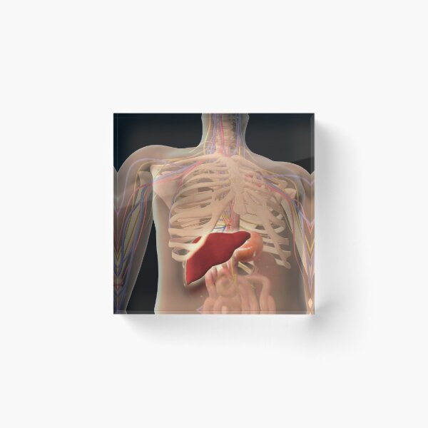Item preview, Transparent view of human torso showing liver. designed and sold by StocktrekImages.