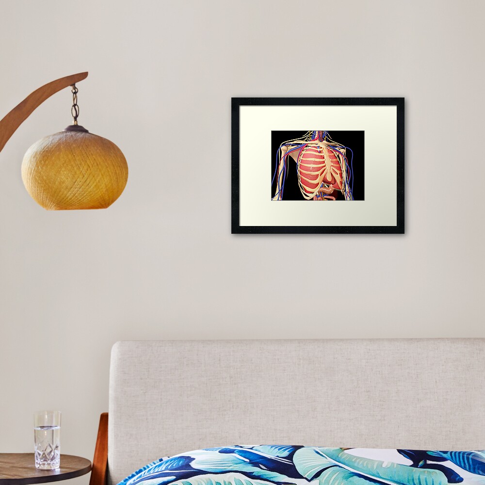 Human rib cage with lungs and nervous system Poster Print - Item #  VARPSTSTK701125H