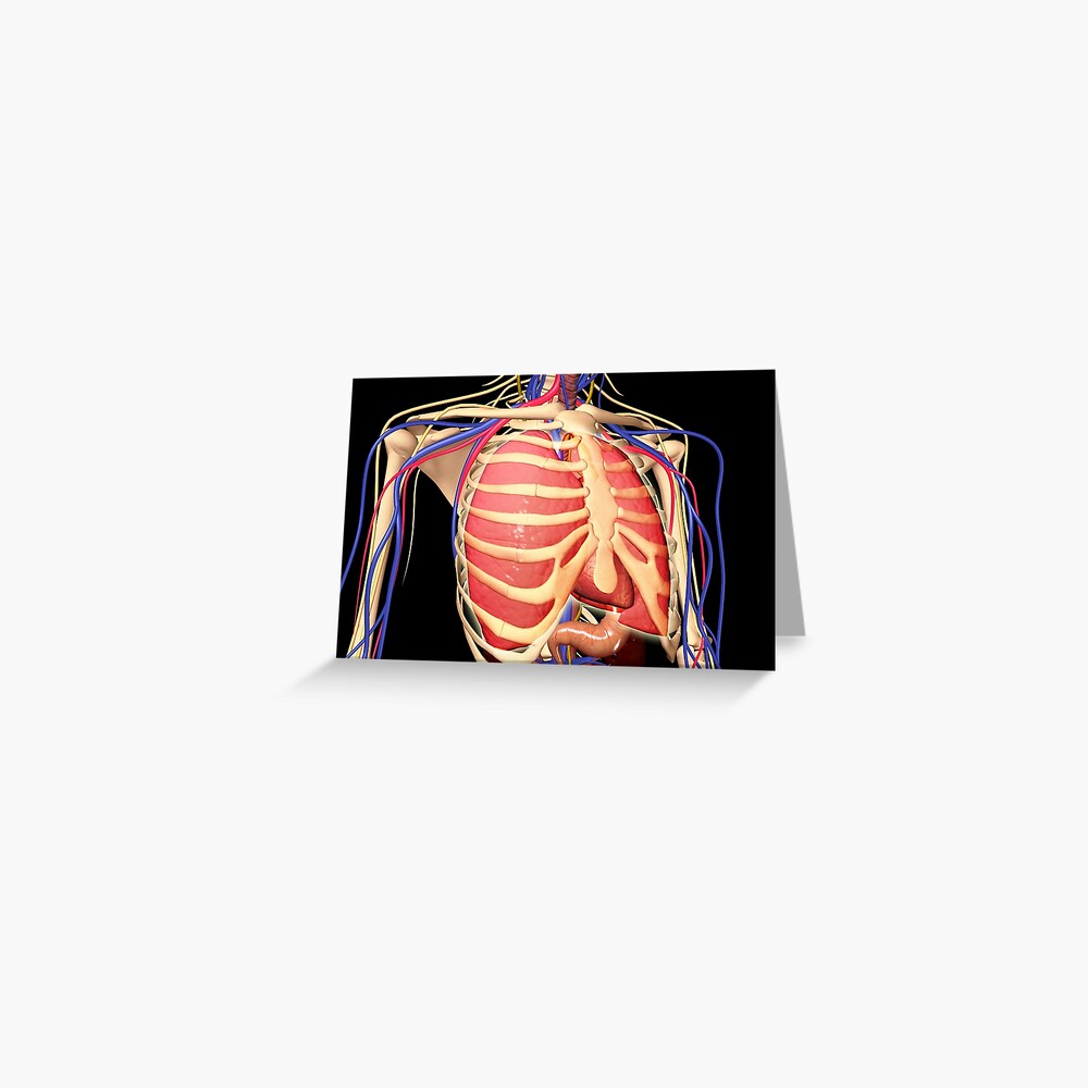 Human rib cage with lungs and nervous system Poster Print - Item #  VARPSTSTK701125H