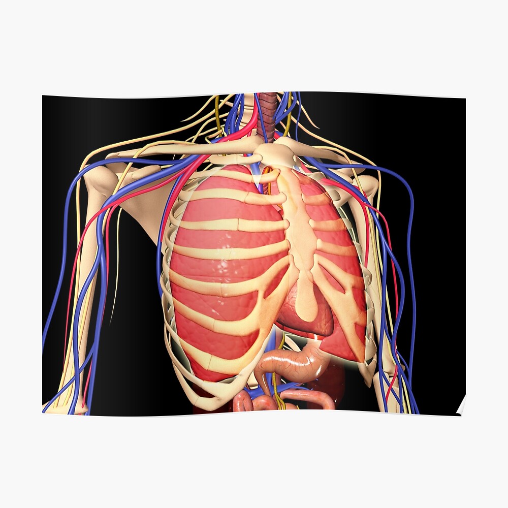 Lungs Behind Ribs A Model Of Mechanical Interactions Between Heart