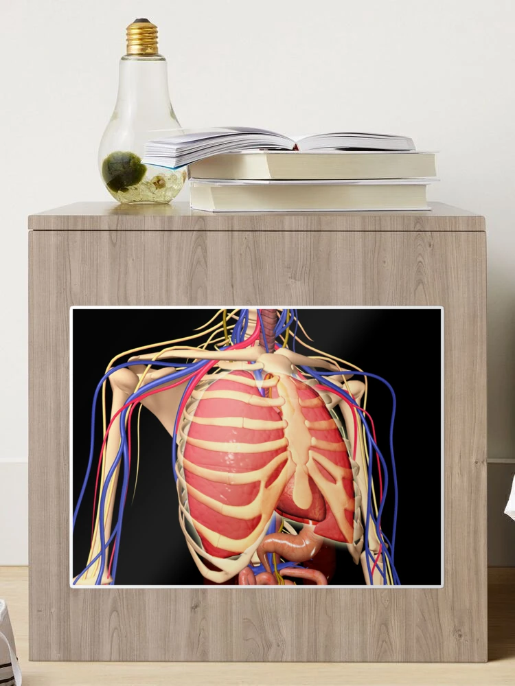 Human rib cage with lungs and nervous system Poster Print - Item #  VARPSTSTK701125H