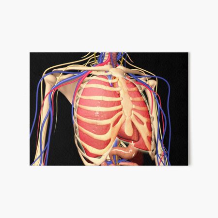 Rib cage with nerves, arteries and veins For sale as Framed Prints