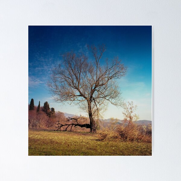 Item preview, A tree in the mountains of Tuscany designed and sold by Scenista.