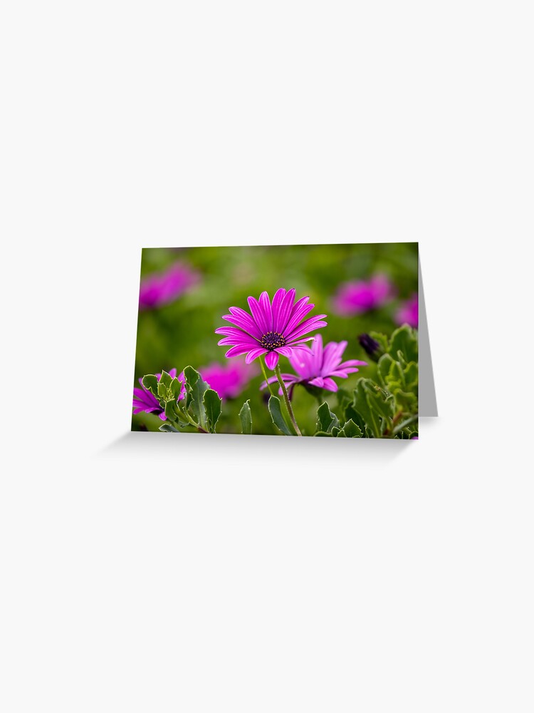 Tarjetas de felicitación «Lindas flores moradas en un campo, con hierba  verde en el fondo. tiempo de primavera» de AylaHarbich | Redbubble