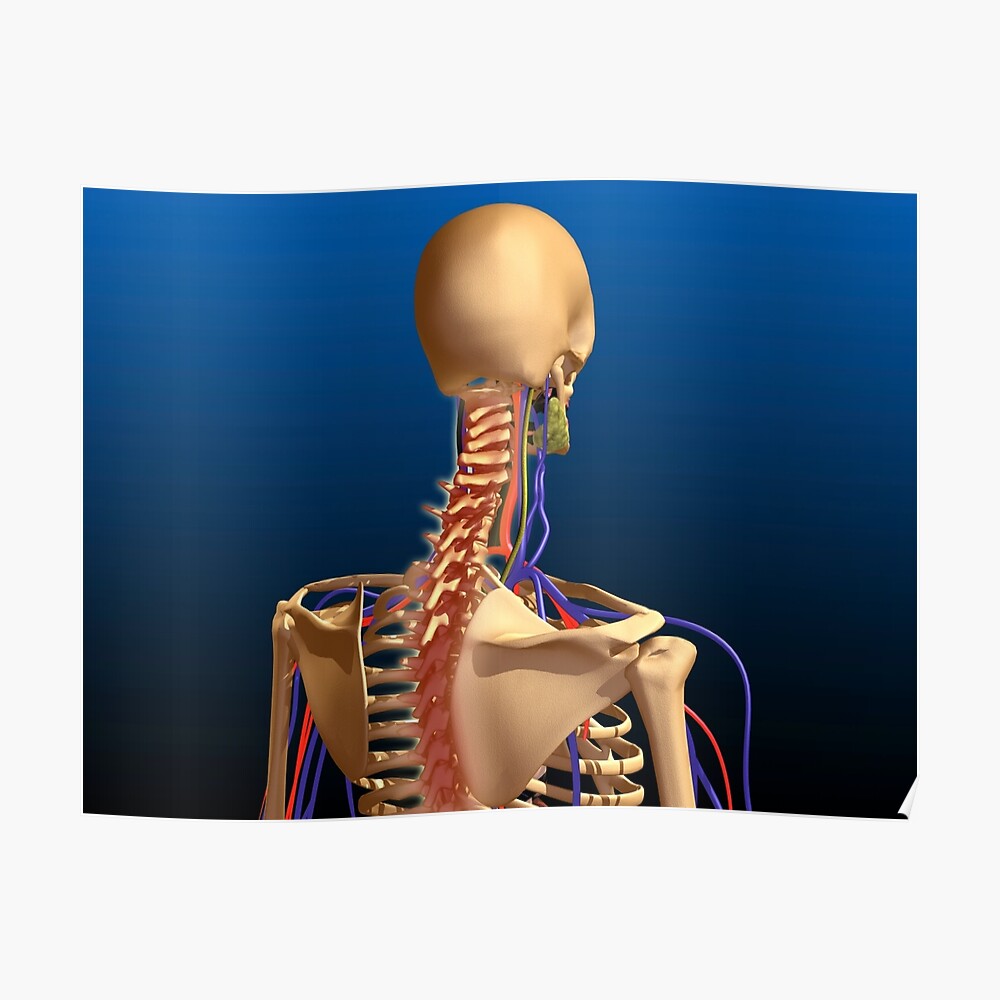 Rear View Of Human Spine And Scapula Sticker By Stocktrekimages Redbubble